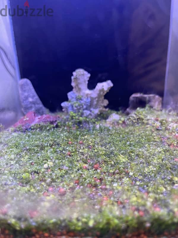 2 planted aquarium for sale. 6