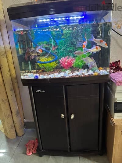 Fish aquarium