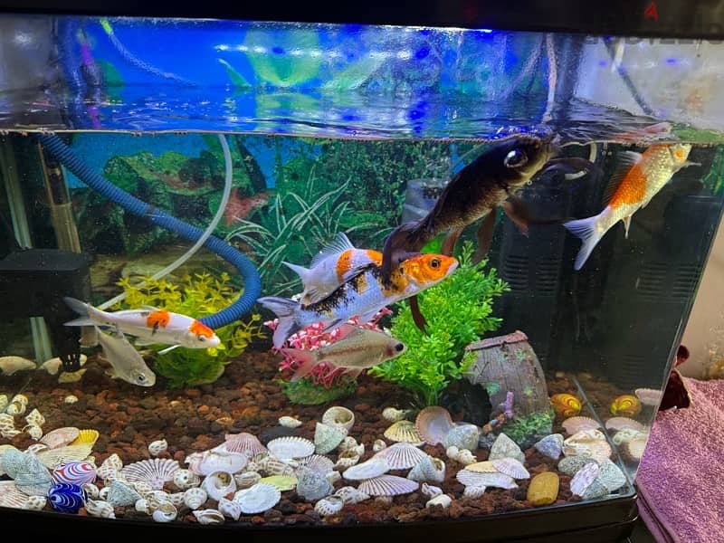 Fish aquarium 1