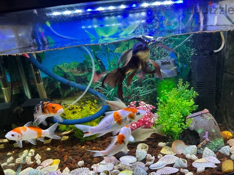 Fish aquarium 2