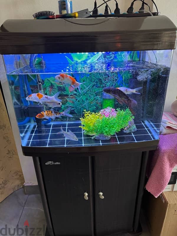 Fish aquarium 4