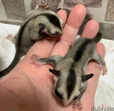 4 Sugar Glider