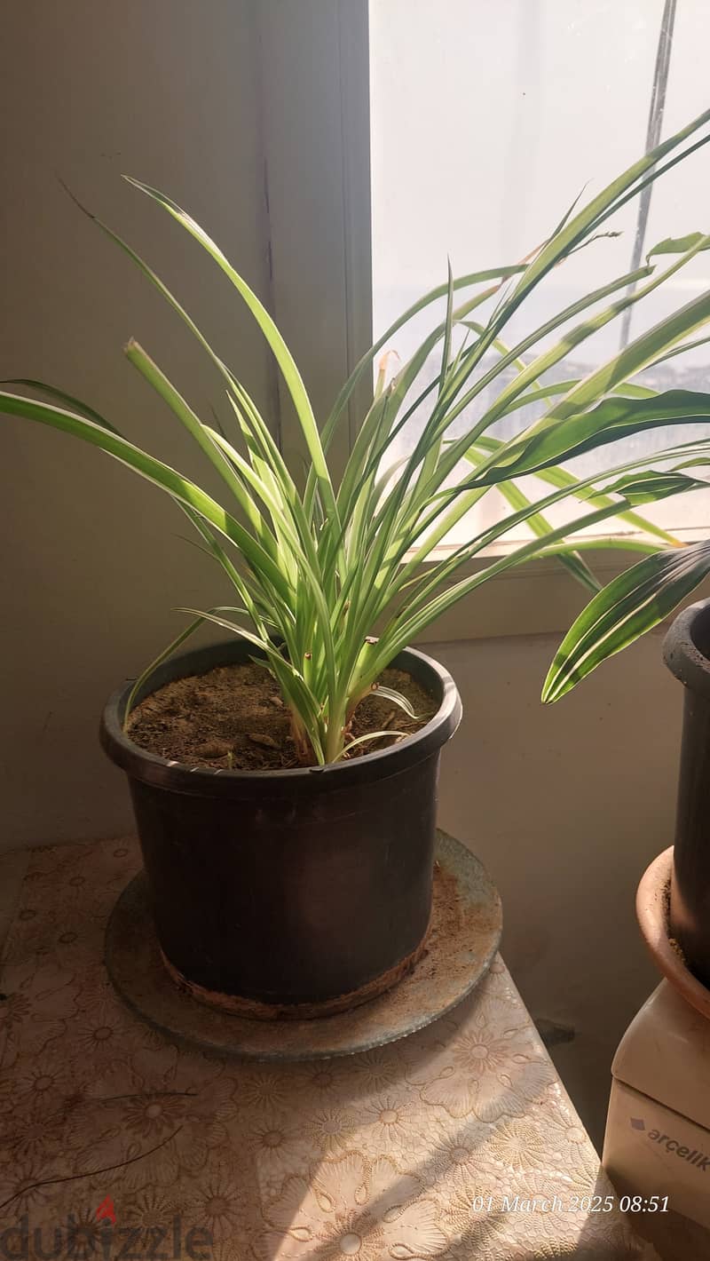 9 Nos Indoor Plant for Sale. 5Kd all. 3