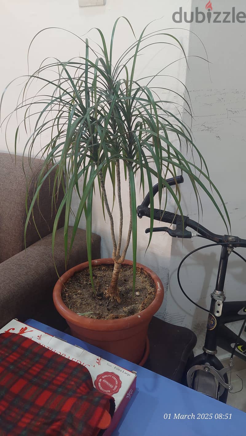 9 Nos Indoor Plant for Sale. 5Kd all. 6