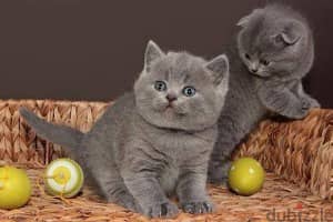 Whatsapp me +96555207281 British Shorthair kittens for sale 1