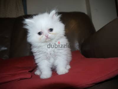 Whatsapp me +96555207281 Persian kittens for sale