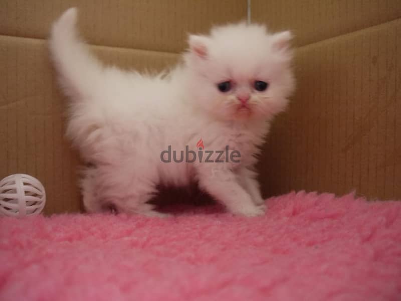 Whatsapp me +96555207281 Persian kittens for sale 1