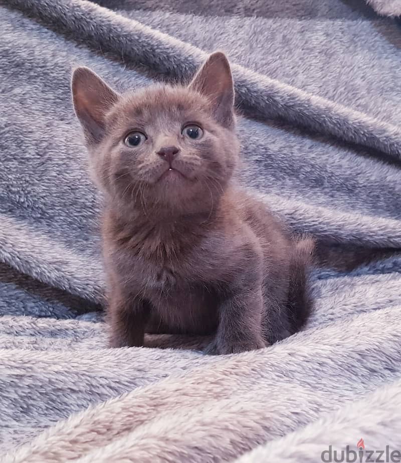 Whatsapp me +96555207281 Russian Blue kittens for sale 1