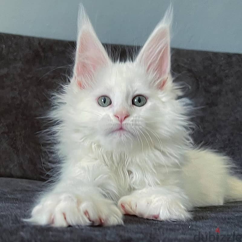 Mainecoon 1