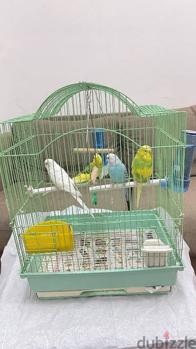 BIRDS [budgies]