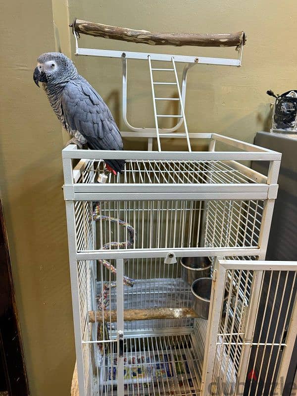 Grey parrot 2