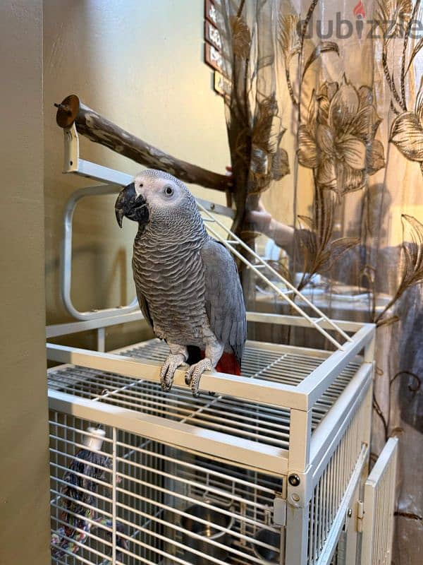 Grey parrot 4