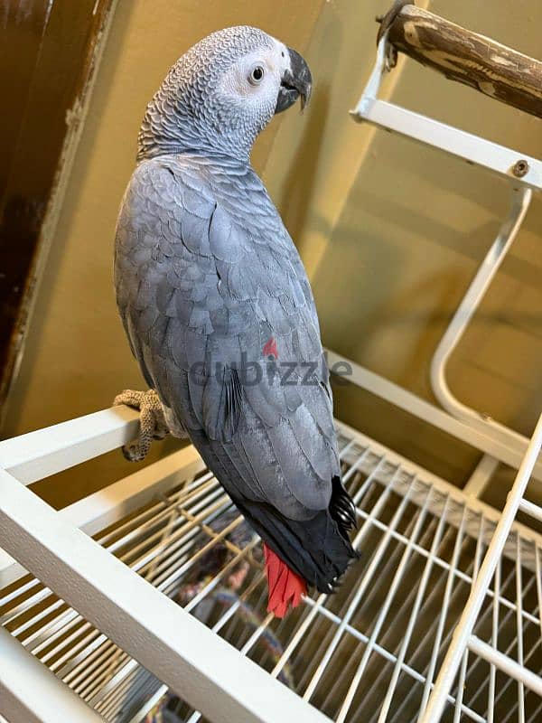 Grey parrot 6