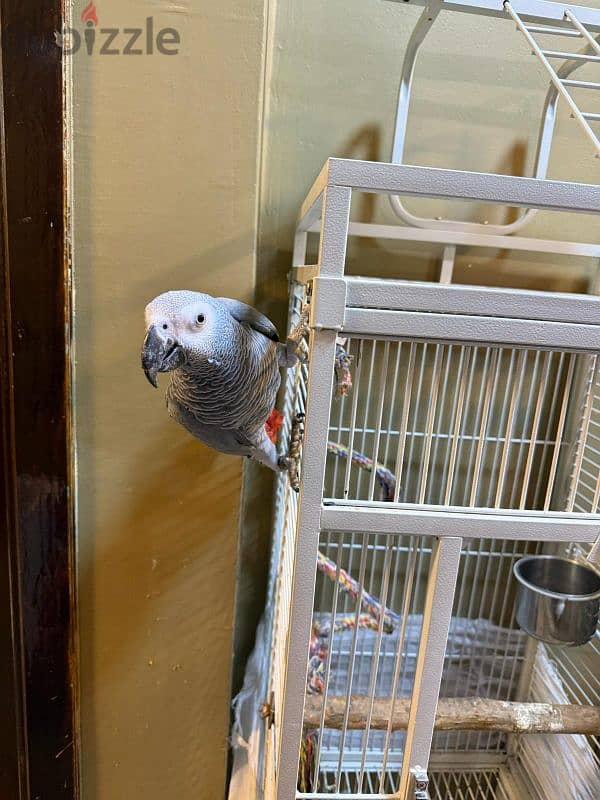 Grey parrot 9