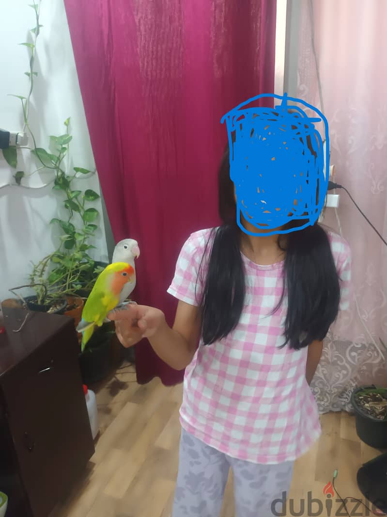 Birds for sales 3