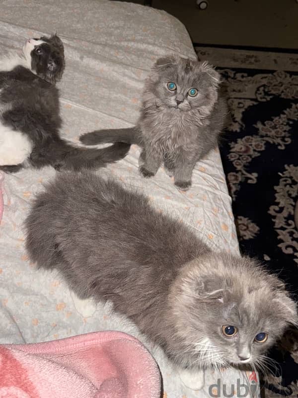 Vaccinated 4 month old Scottish mix kittens for sale 12