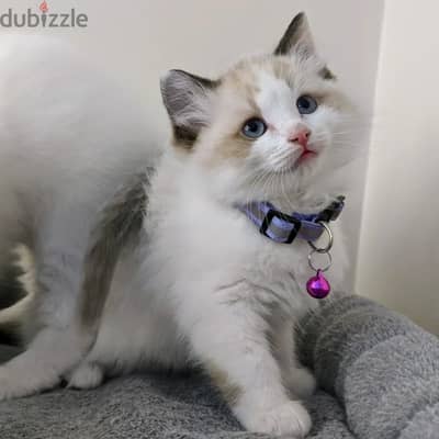 Ragdoll Kitten