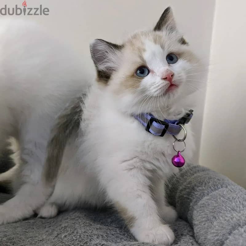 Ragdoll Kitten 0