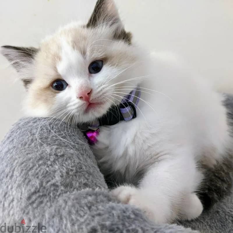 Ragdoll Kitten 1