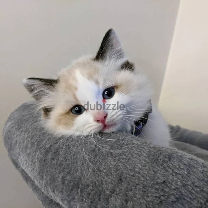 Ragdoll Kitten 3