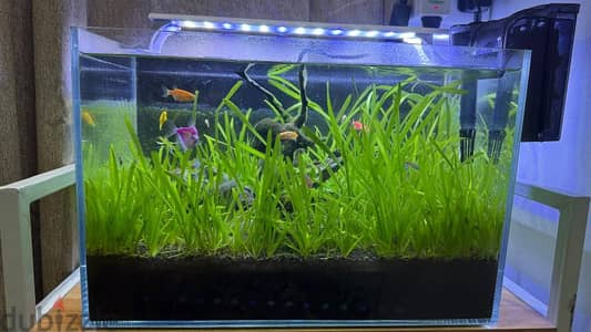 Planted Fish tank fullsetup for sale