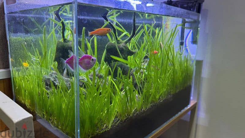 Planted Fish tank fullsetup for sale 1