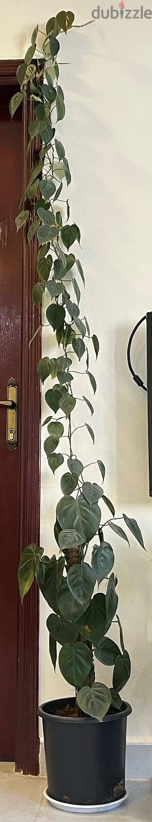 INDOOR PLANT