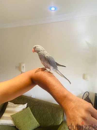 Ring neck parrot for sale