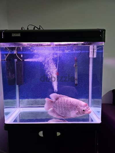 Giant Gourami for Sale