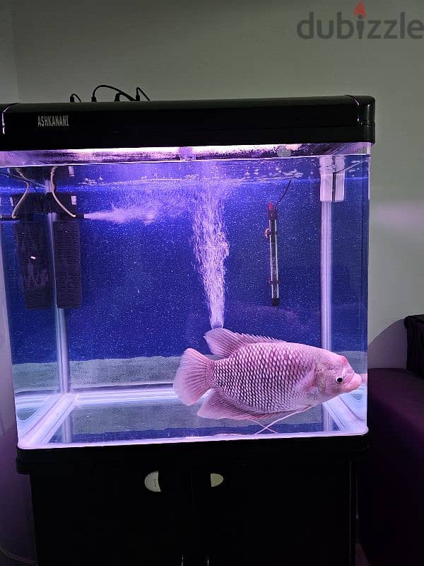 Giant Gourami for Sale 1