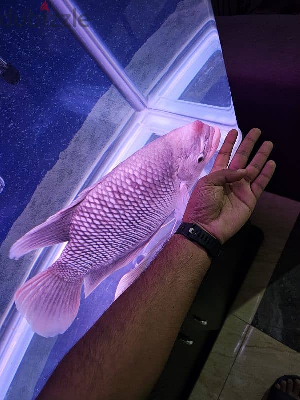 Giant Gourami for Sale 2