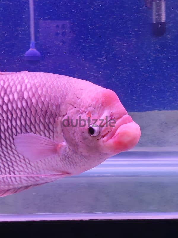 Giant Gourami for Sale 3