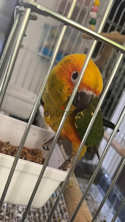 Sun Conure