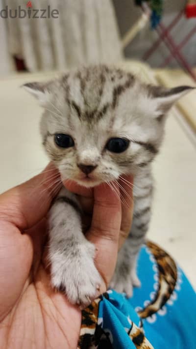 Scottish fold and British short hair kittens