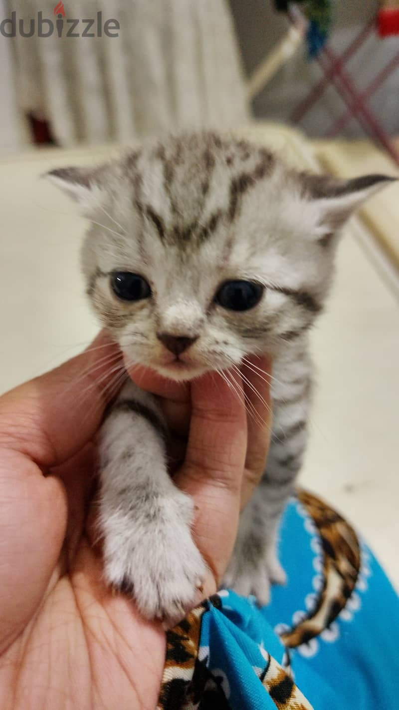 Scottish fold and British short hair kittens 0