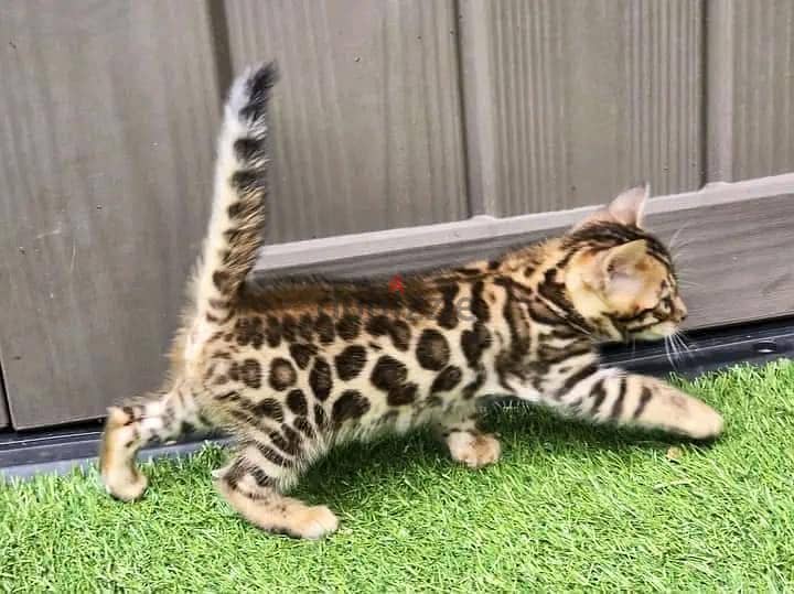 Sweet Bengal kittens for rehoming. 0