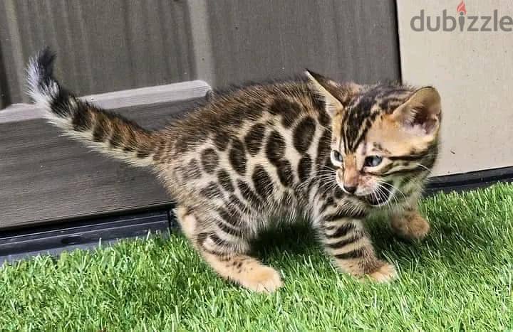 Sweet Bengal kittens for rehoming. 1