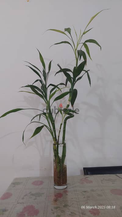 Bamboo Indoor Plants for sale