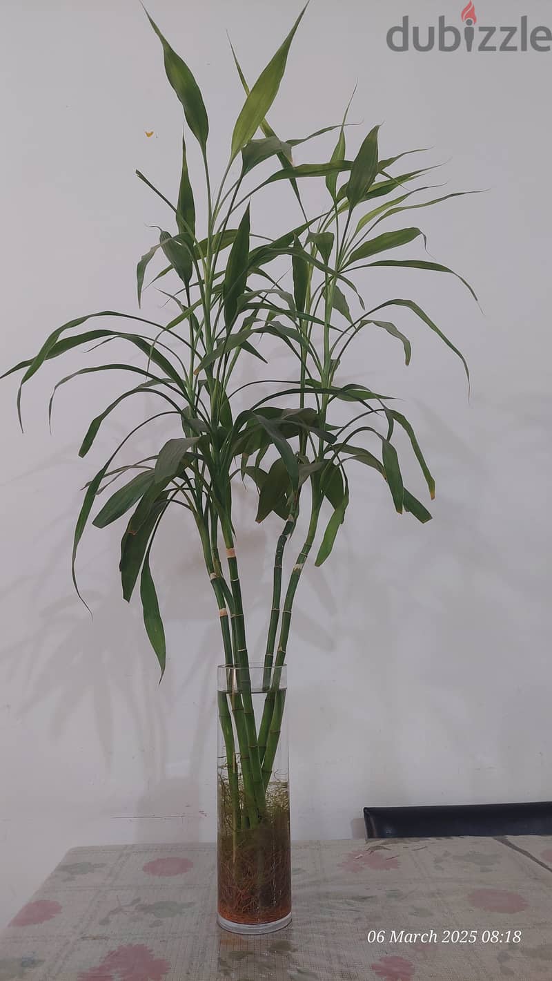 Bamboo Indoor Plants for sale 1