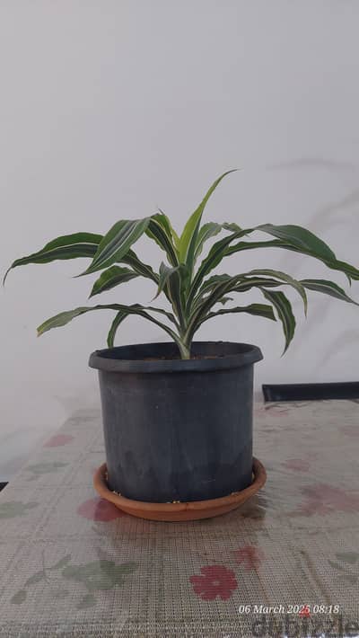 Indoor Plants for Sale