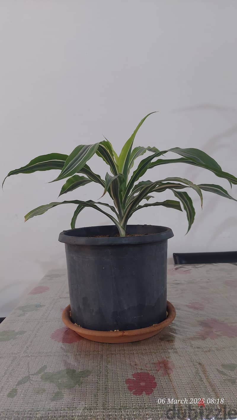 Indoor Plants for Sale 0