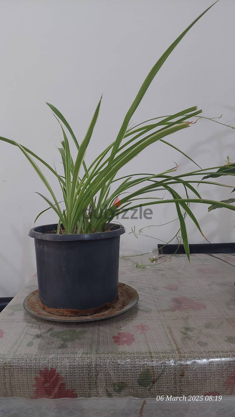 Indoor Plants for Sale 1