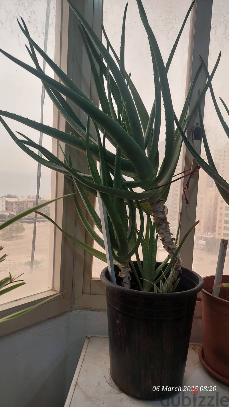 Indoor Plants for Sale 2