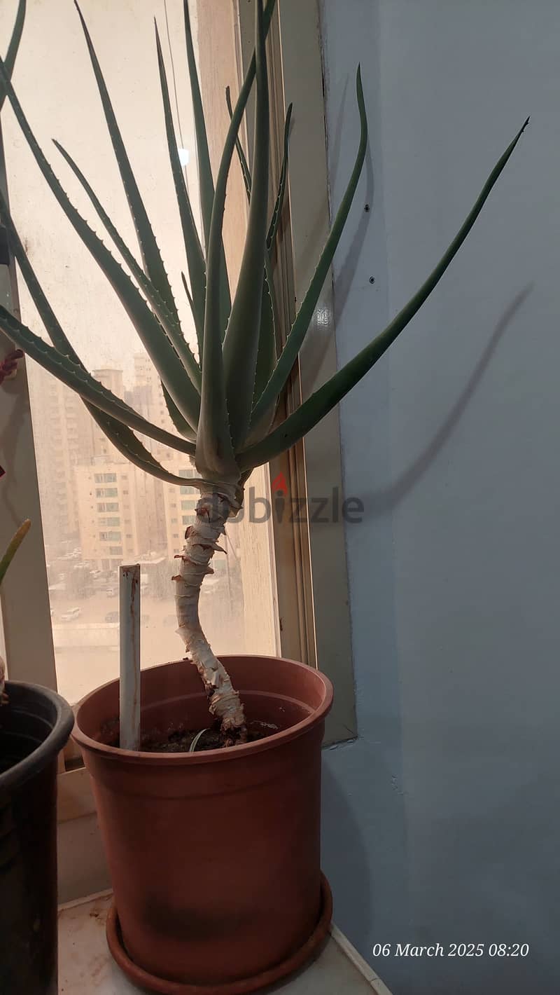 Indoor Plants for Sale 3