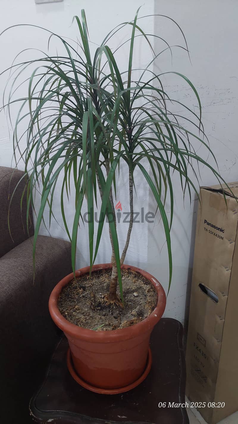 Indoor Plants for Sale 4