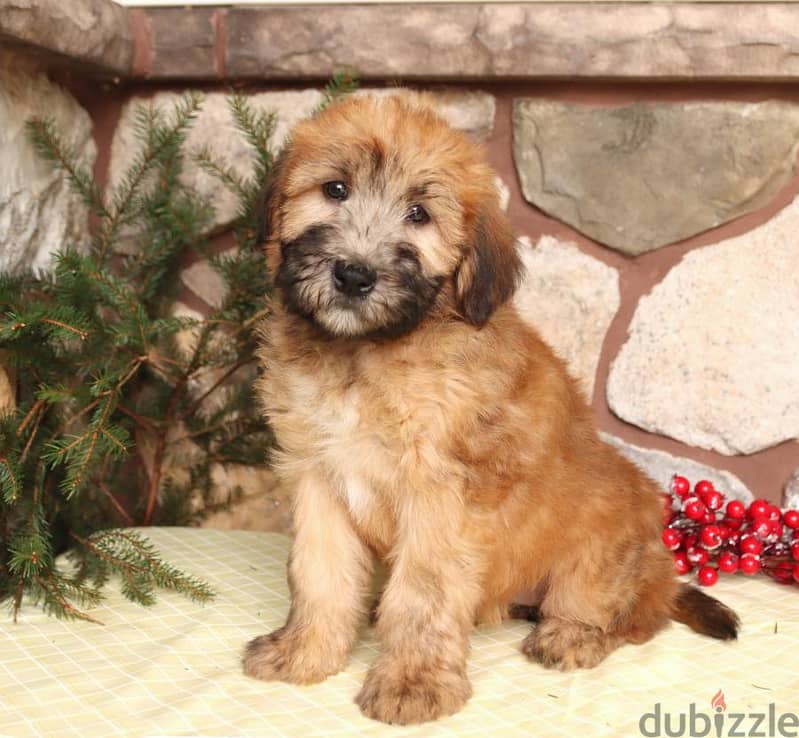 Whatsapp me +96555207281 Soft Coated Wheaten Terrier puppies for sale 0