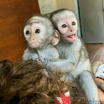 CAPUCHIN MONKEYS WhatsApp. . . . +971561896461