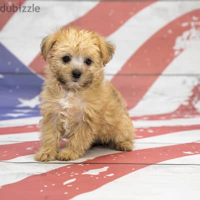 Whatsapp me +96555207281 Shorkie  puppies for sale