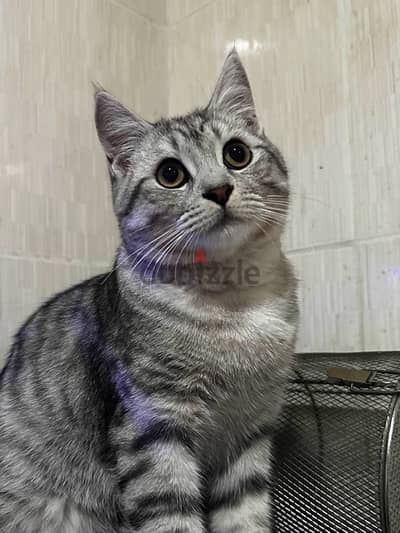 american shorthair cat for adoption للتبني عمره  ٩ اشهر