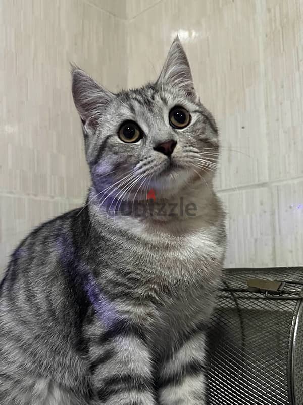 american shorthair cat for adoption للتبني عمره  ٩ اشهر 0